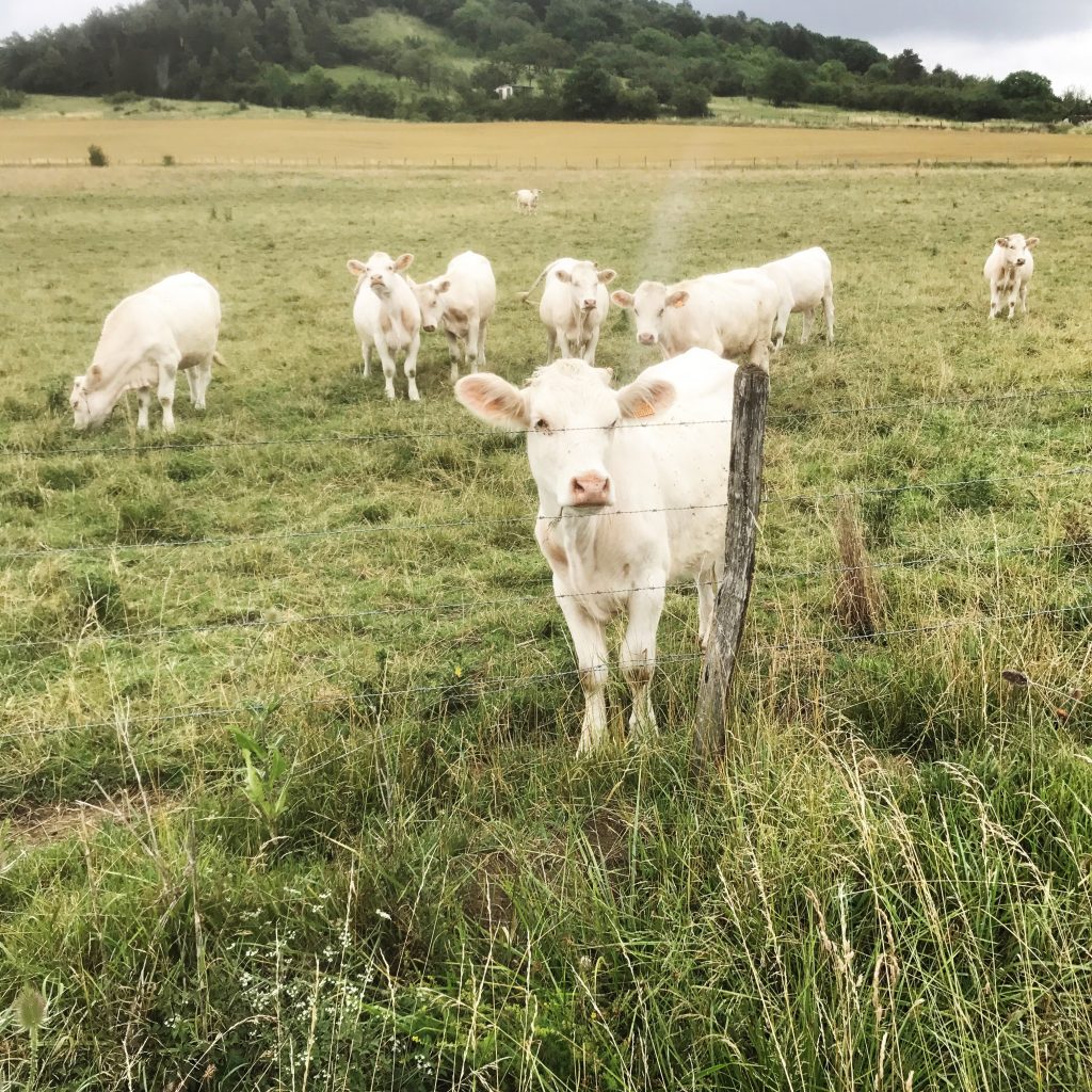 Cow bells