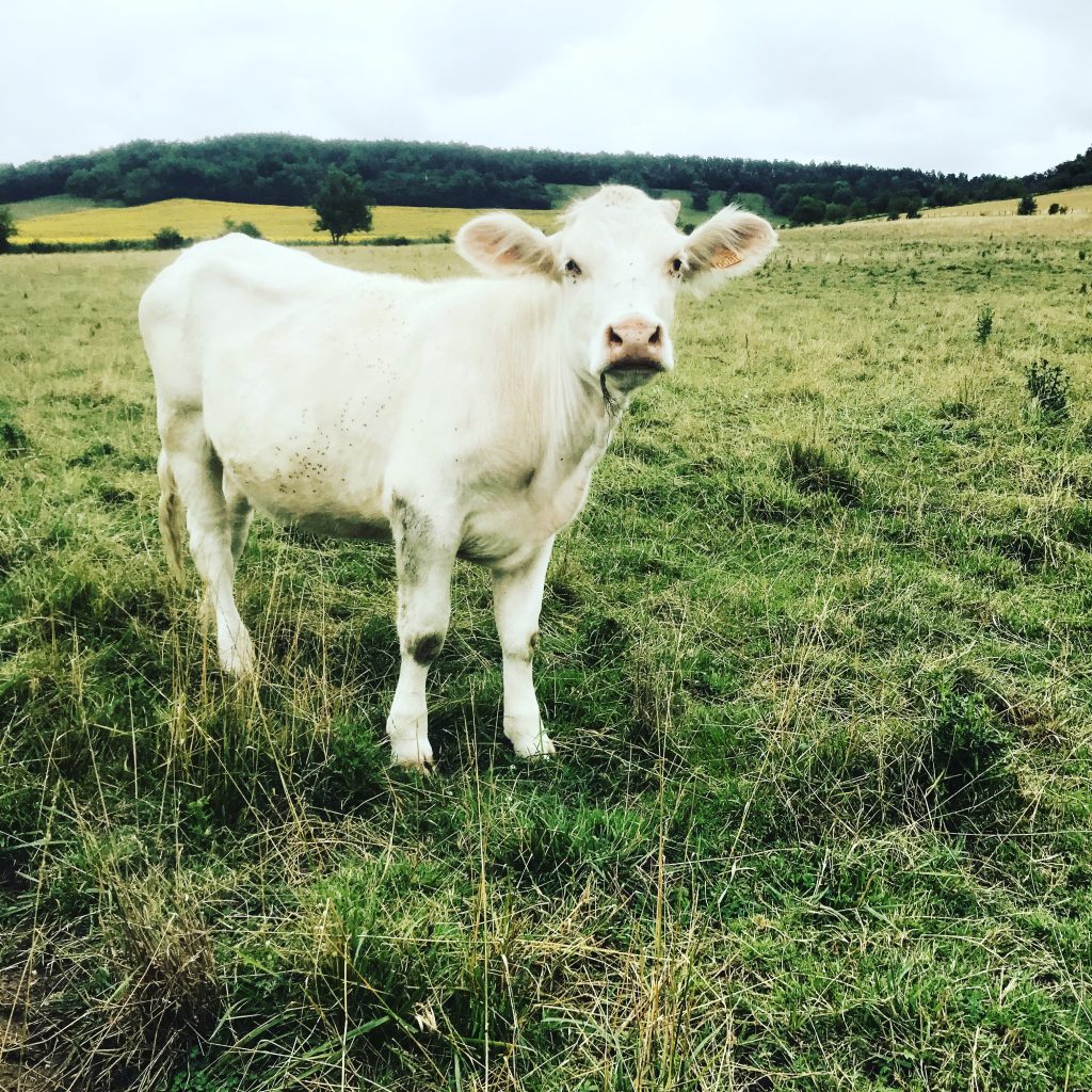 Cows