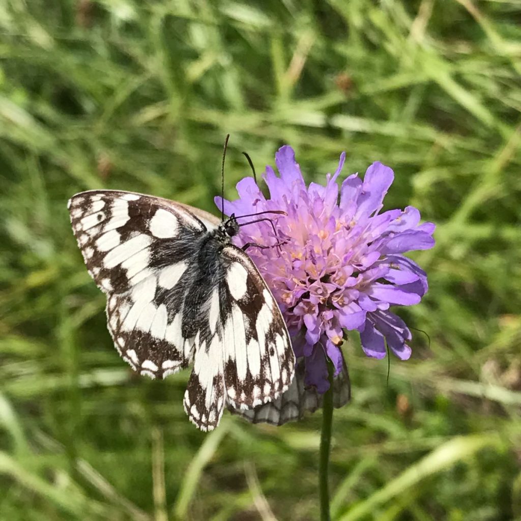 Flutterflies 