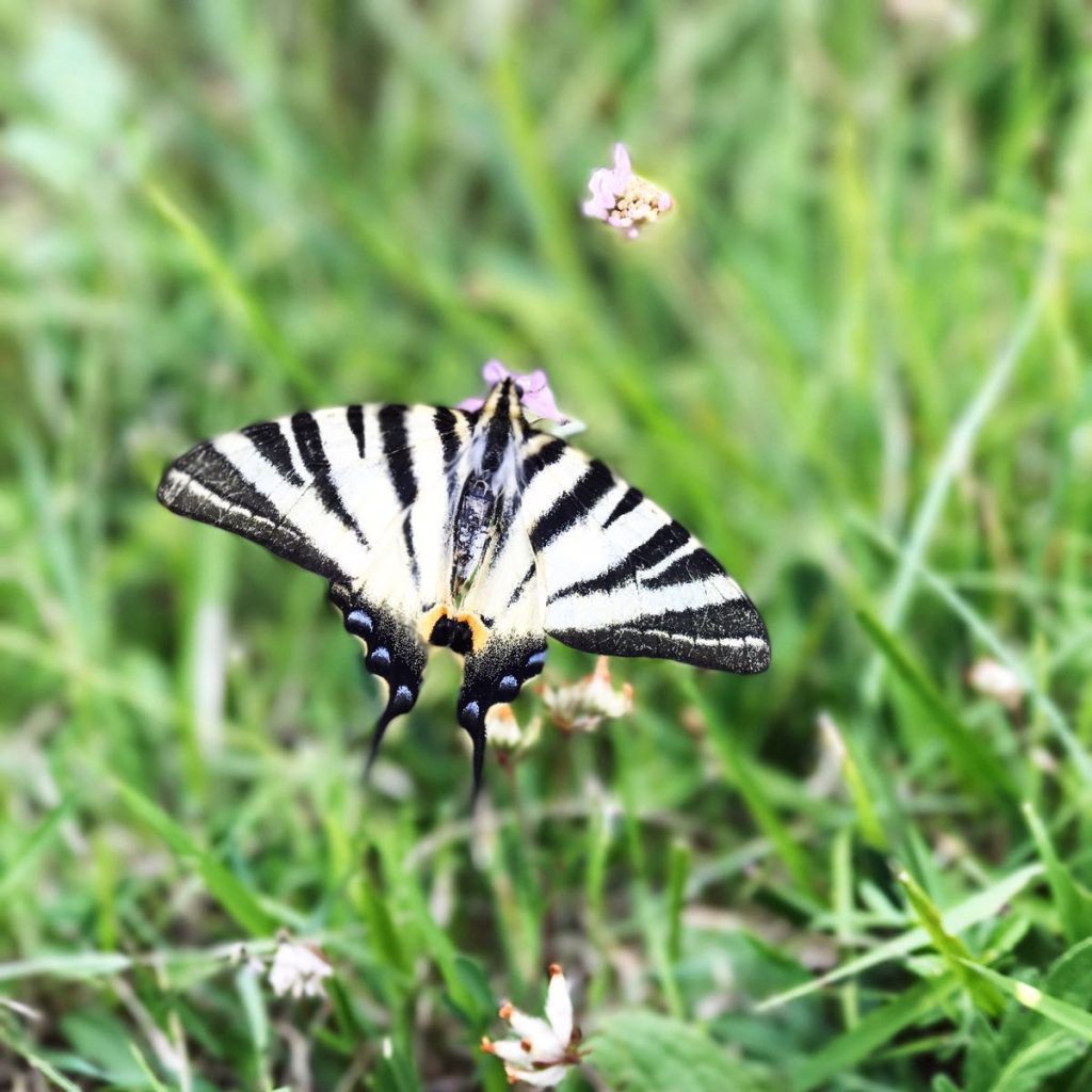 Flutterflying 