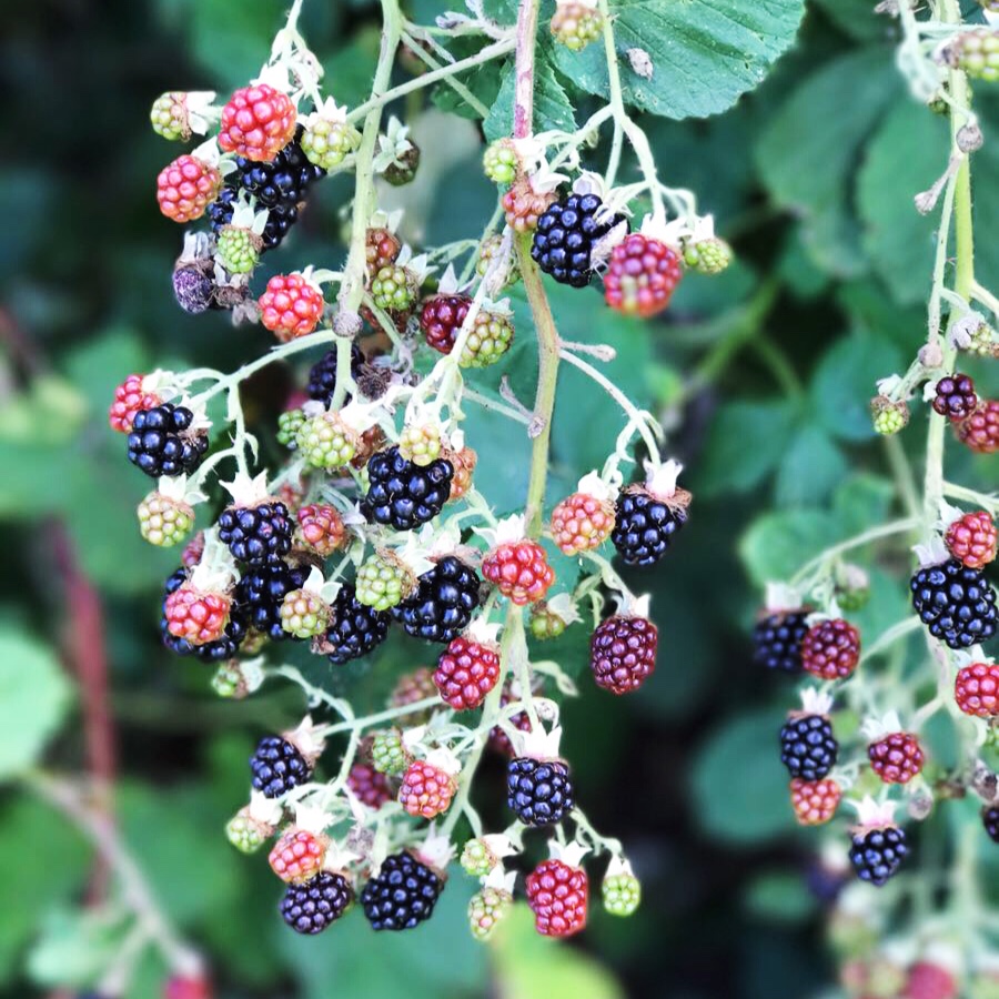 Where the wild foods are