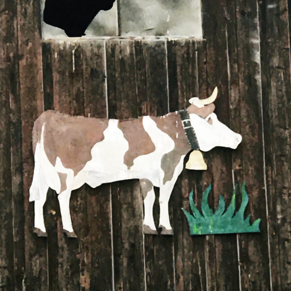 Cows