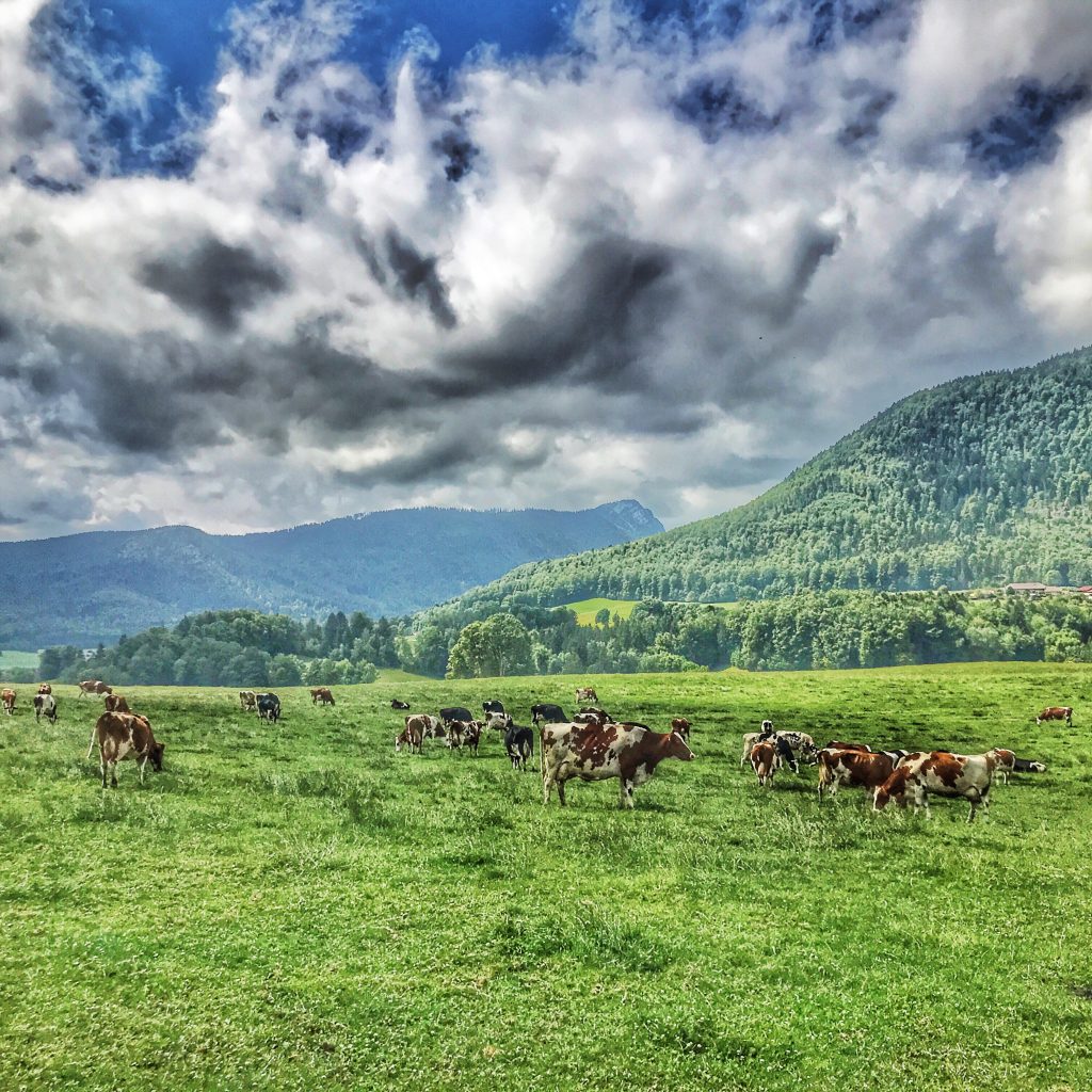 Cow bells