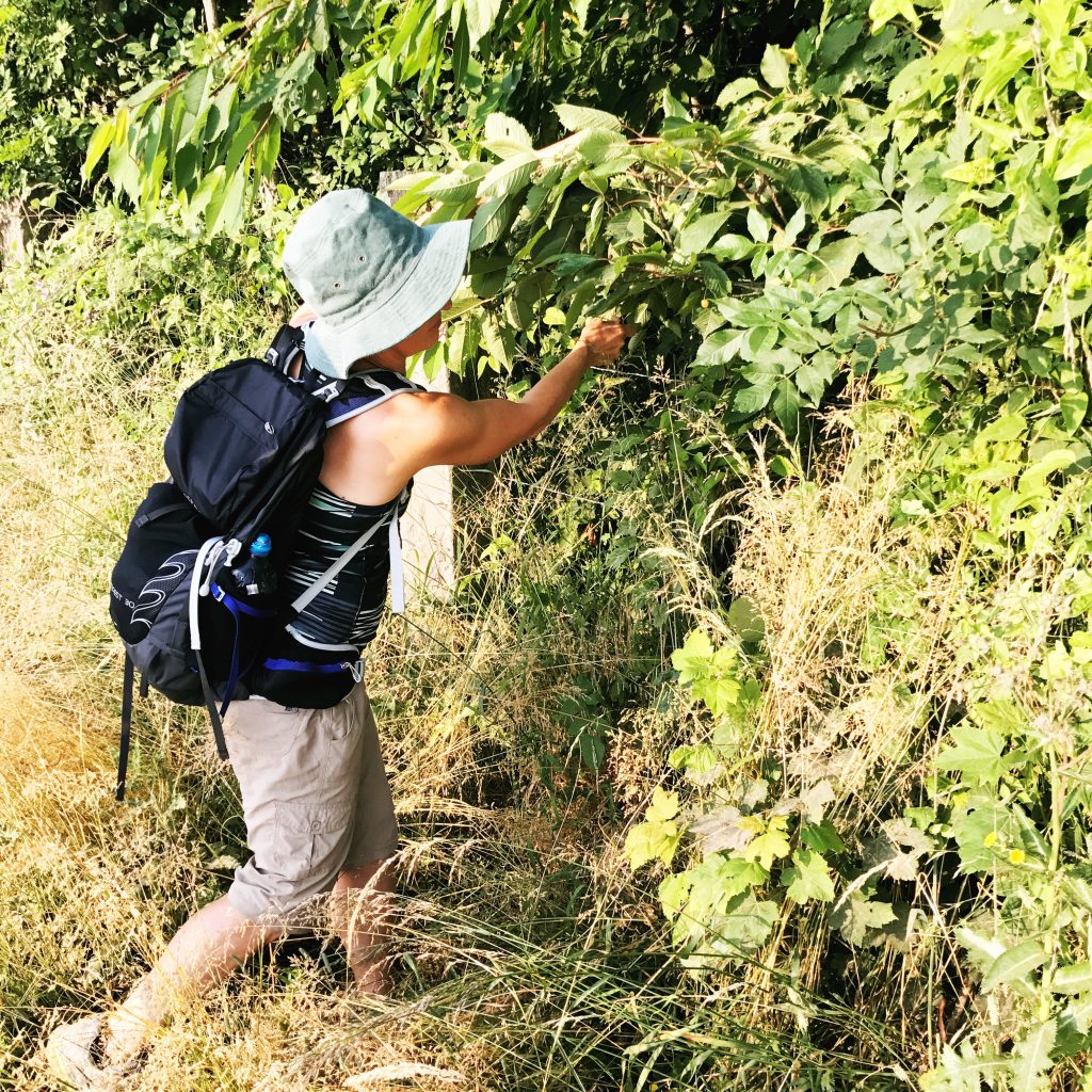 Where the wild foods are