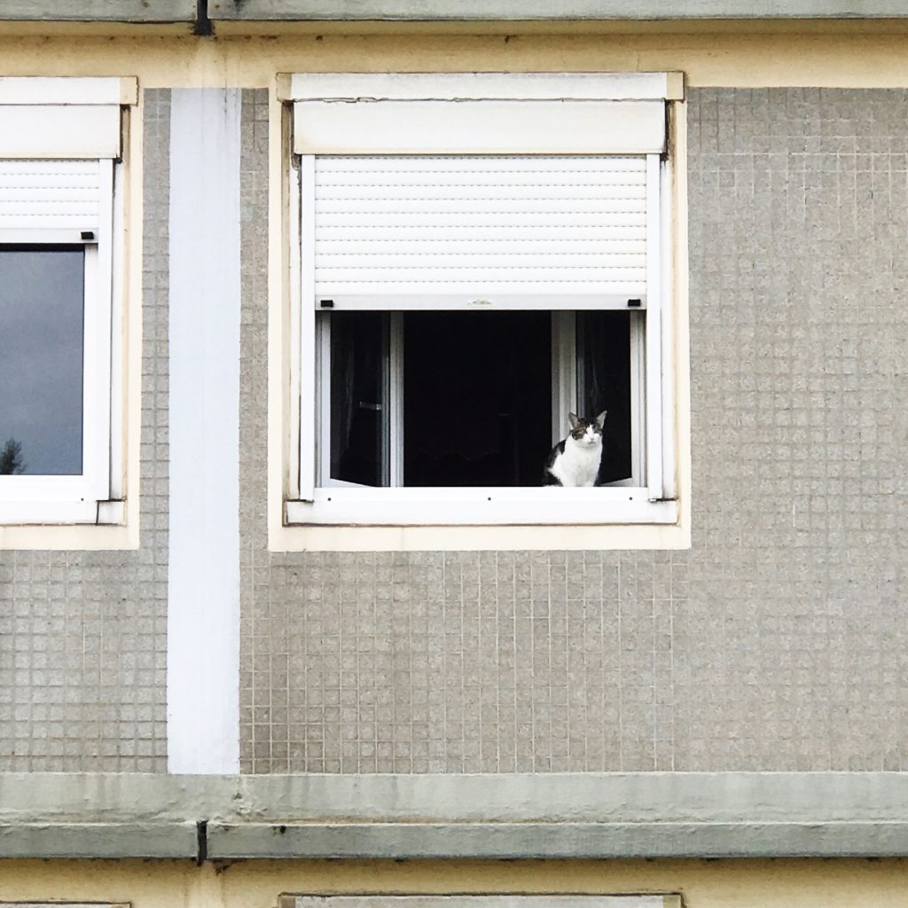 Cats
