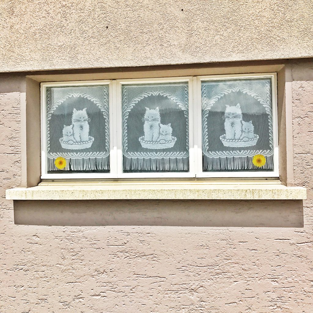 Cats