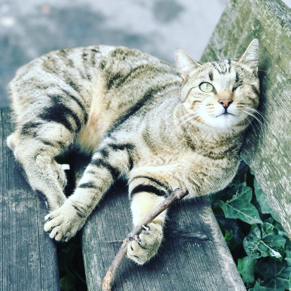 Cats