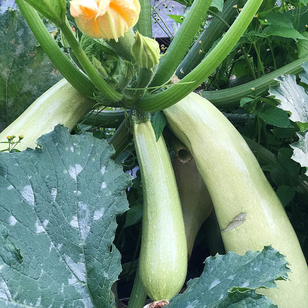 Bountiful