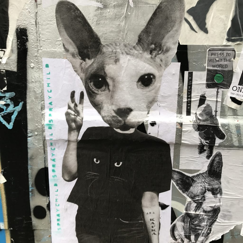 Cats