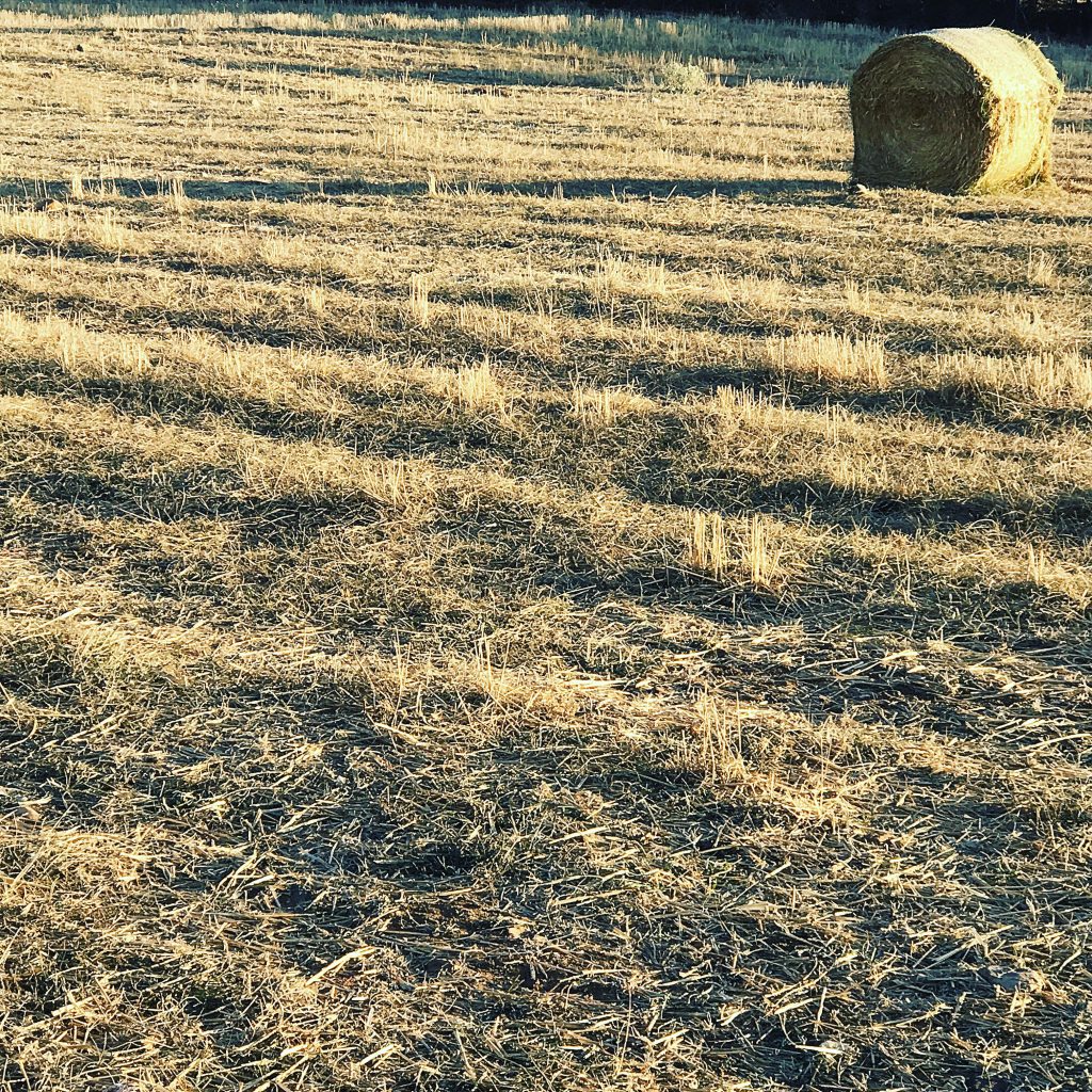 Gleaning