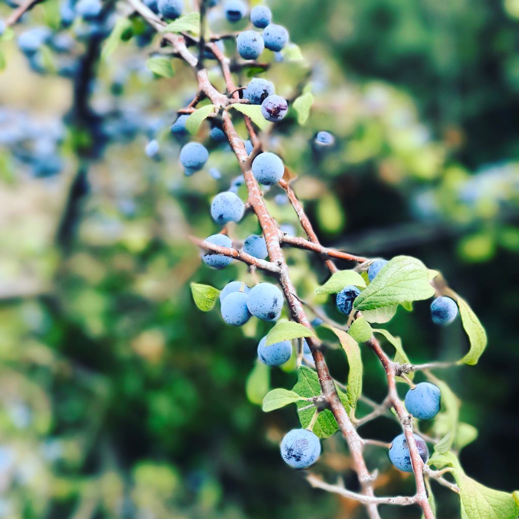 Gleaning