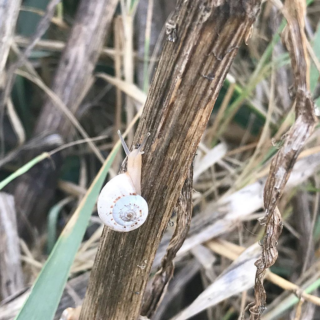 Snail islands