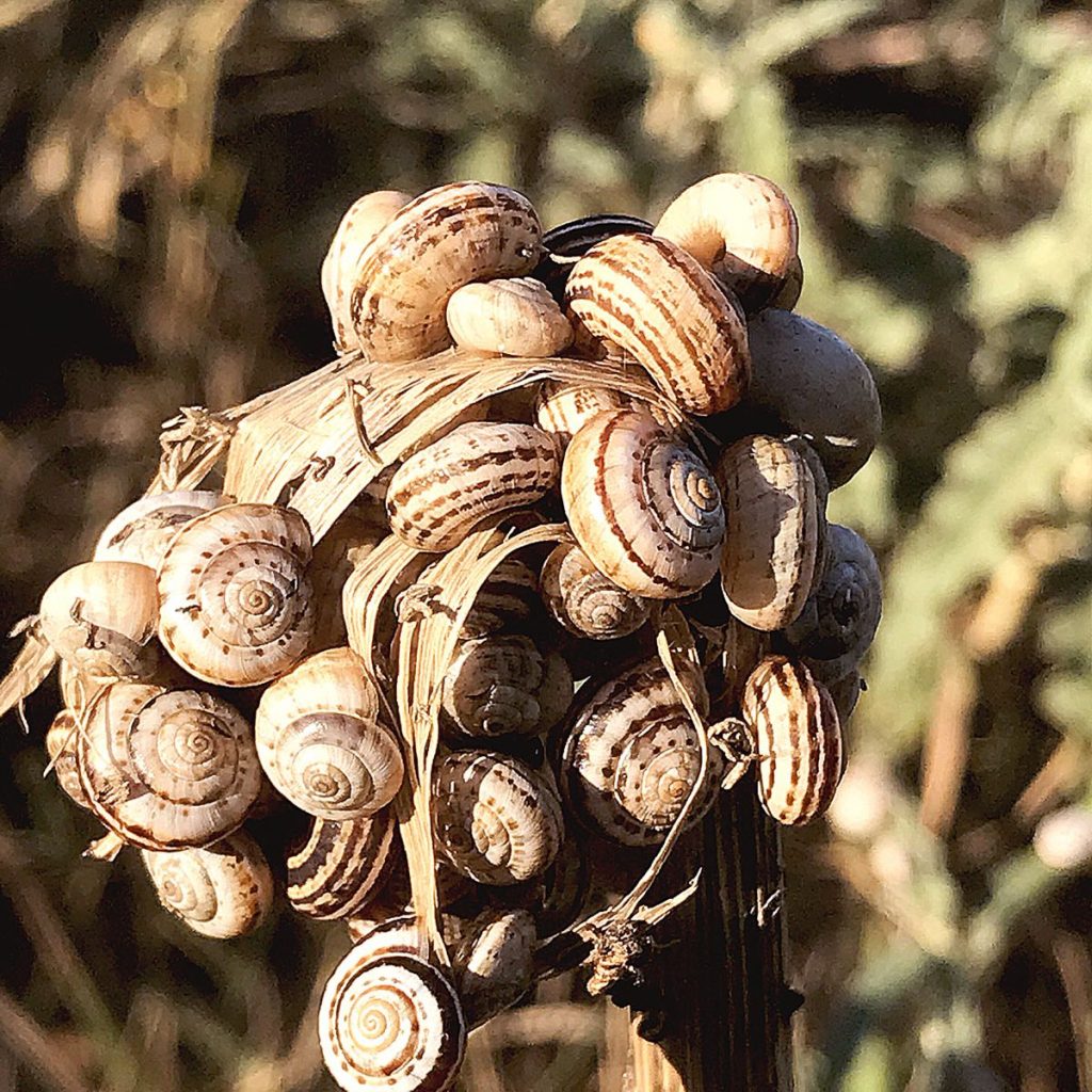 Snails and anti-aging