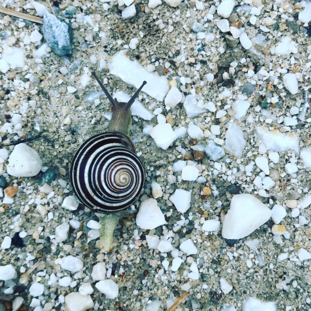 Snails and beauty