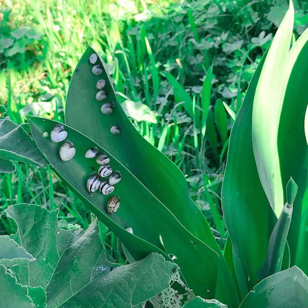 Snails and beauty