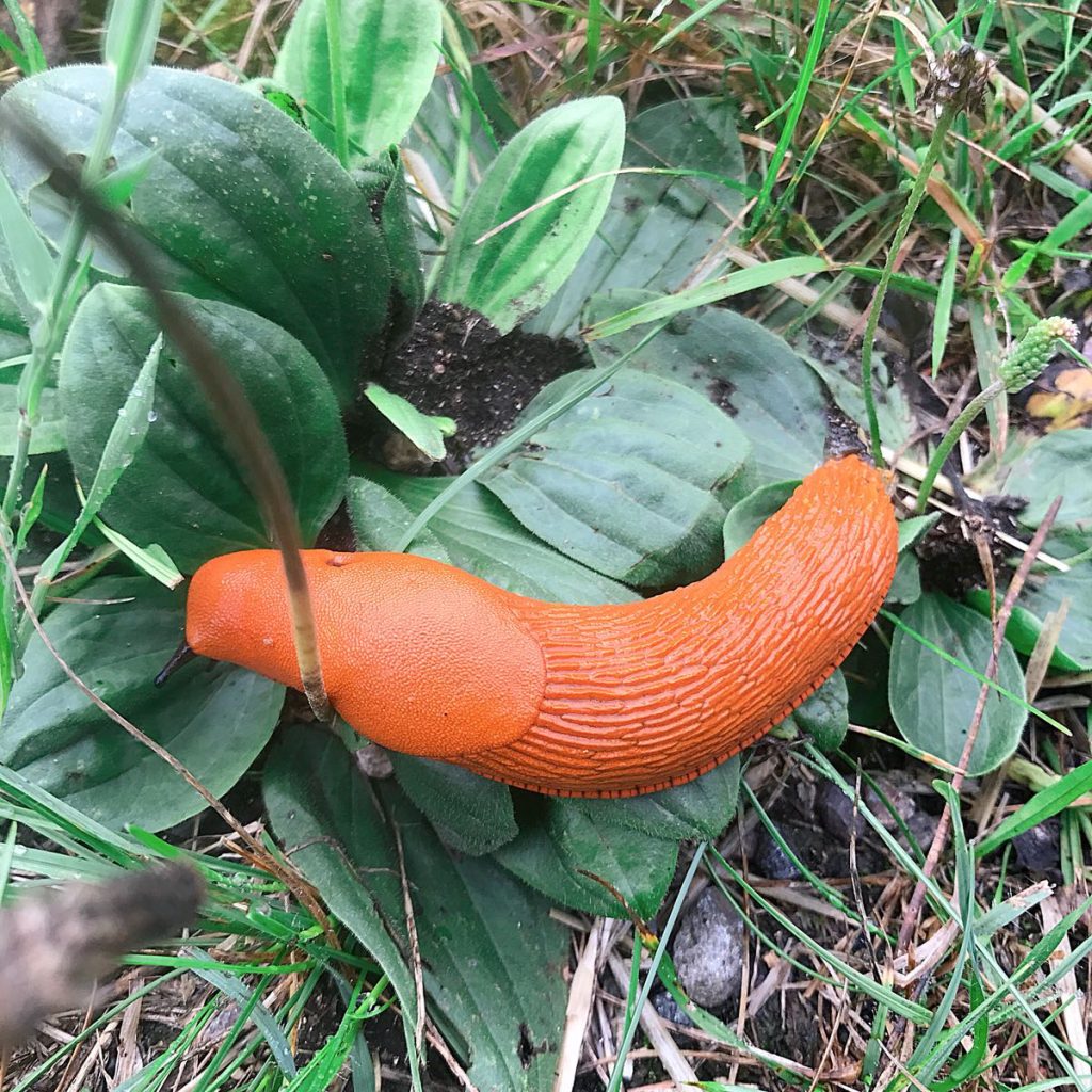 Snails and healing