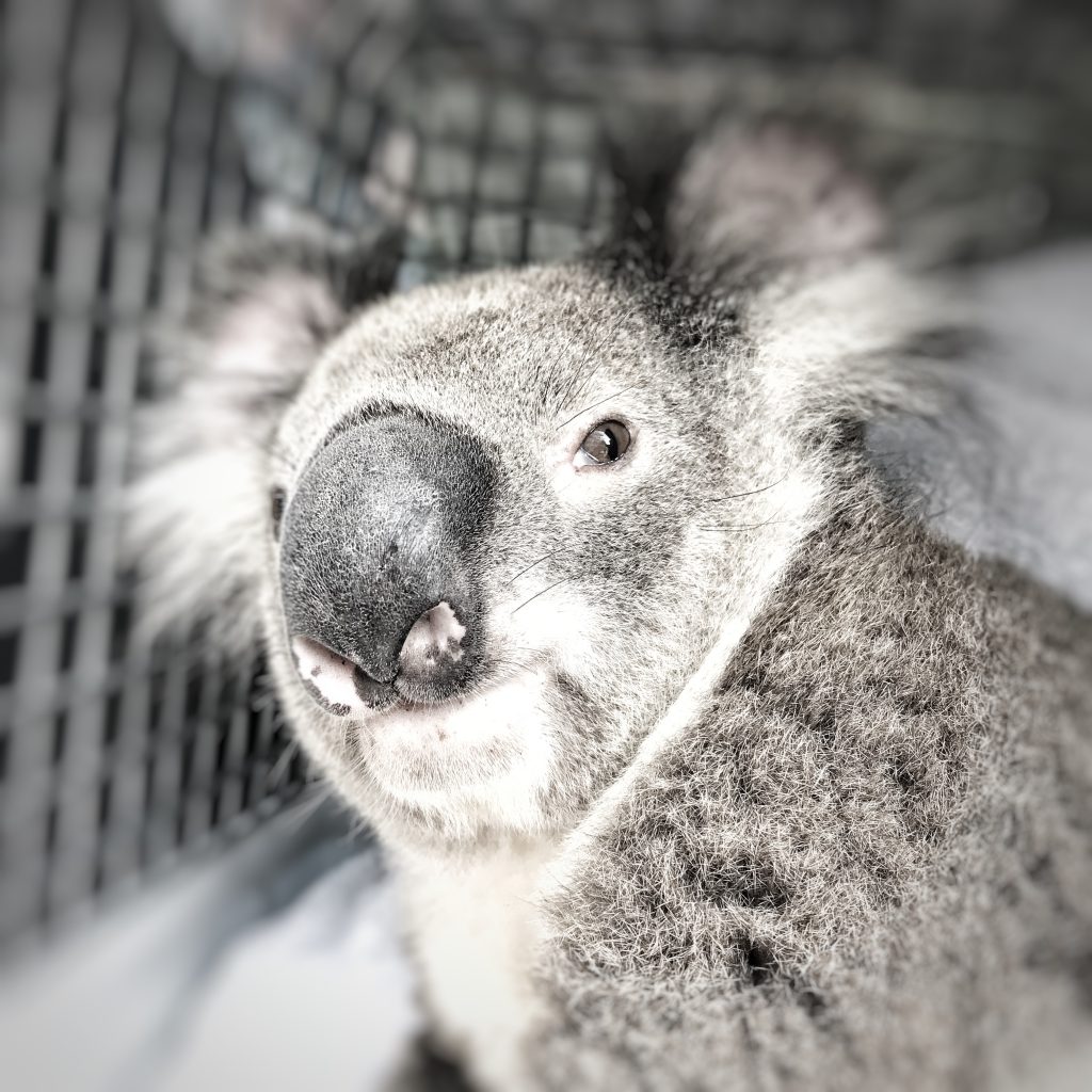 Connecting people with koalas