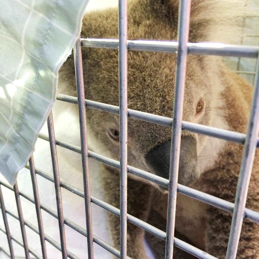 Connecting people with Koalas