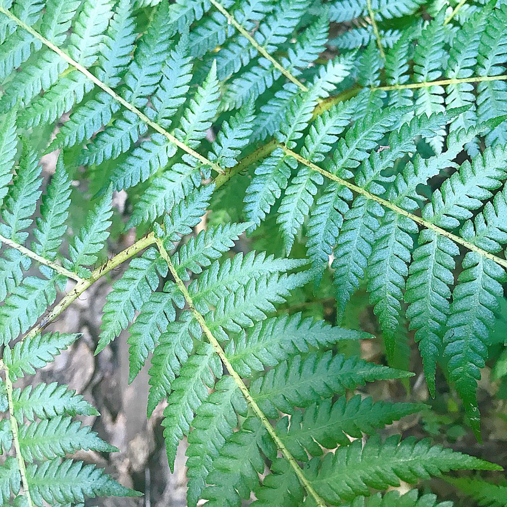Greenitude