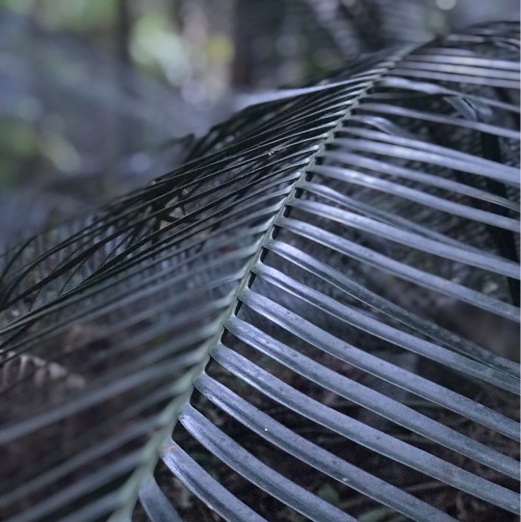Cycad