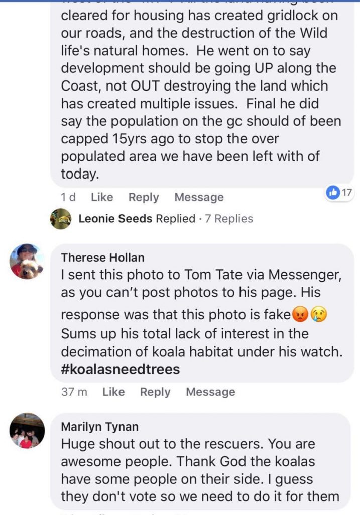 Gold Coast koalas