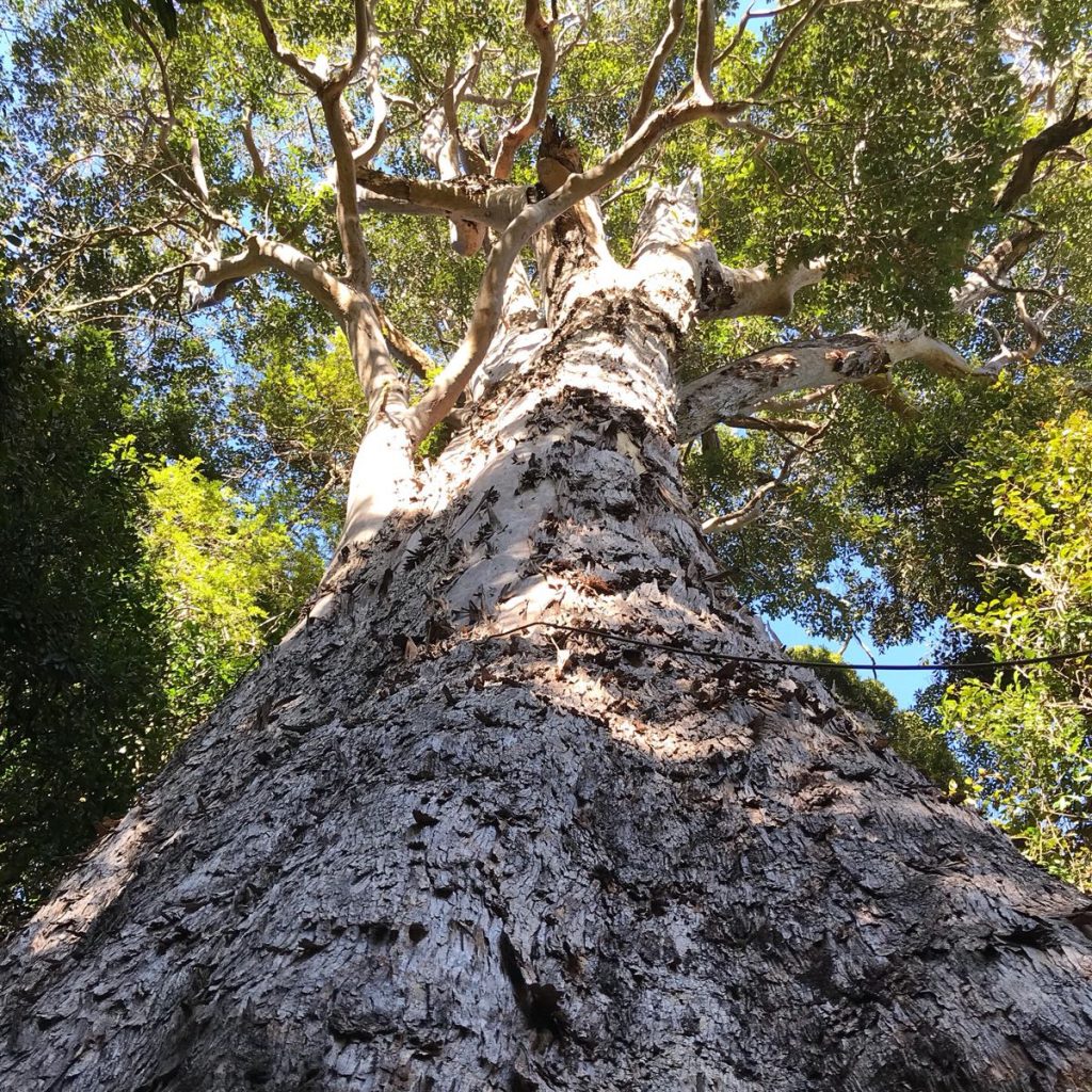 Brush Box, Lamington National Park