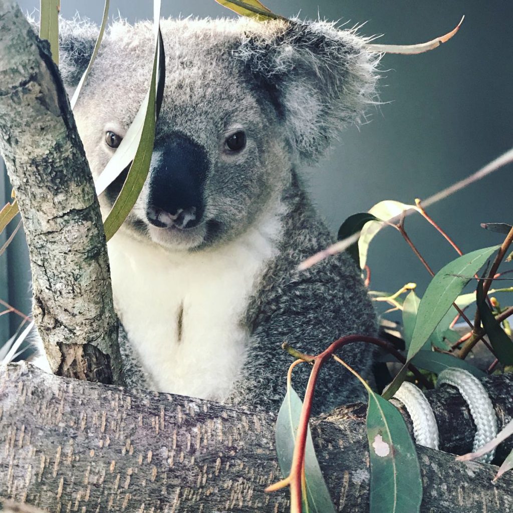 Koalas in crisis