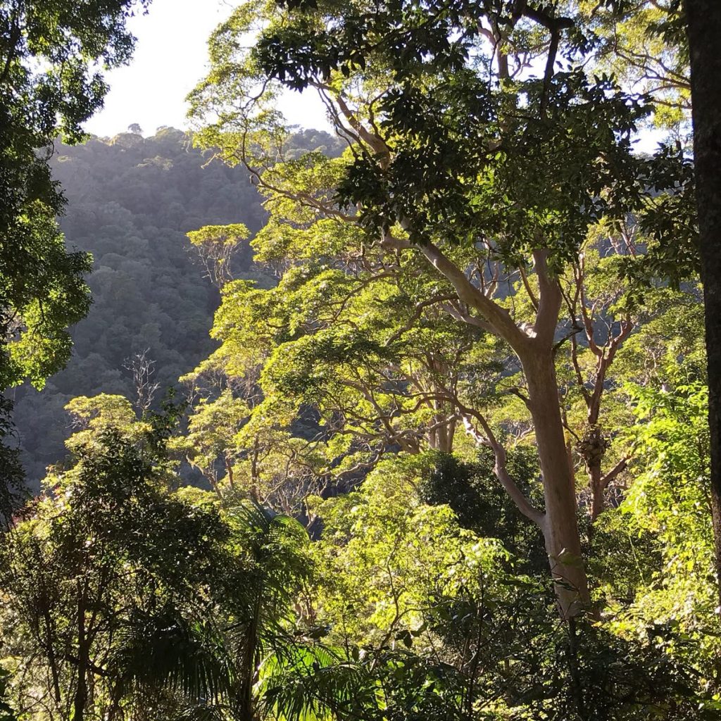 Tree communities