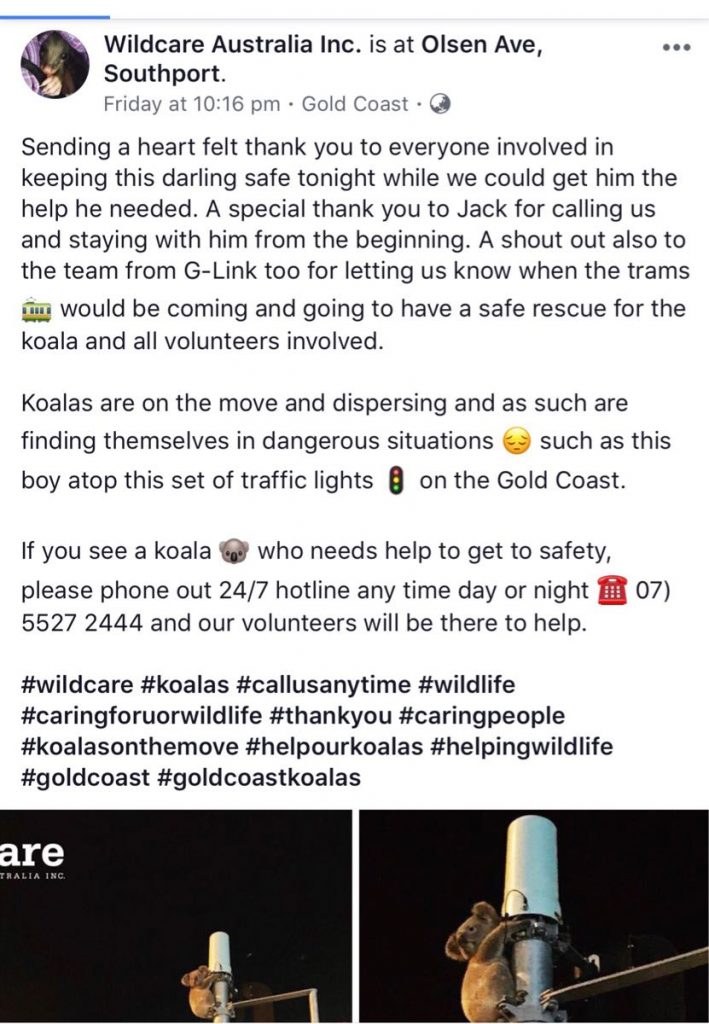 Koala care