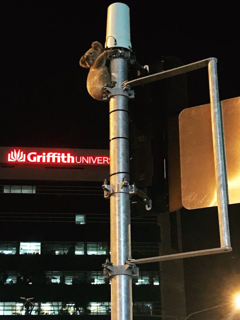 Koalas in crisis