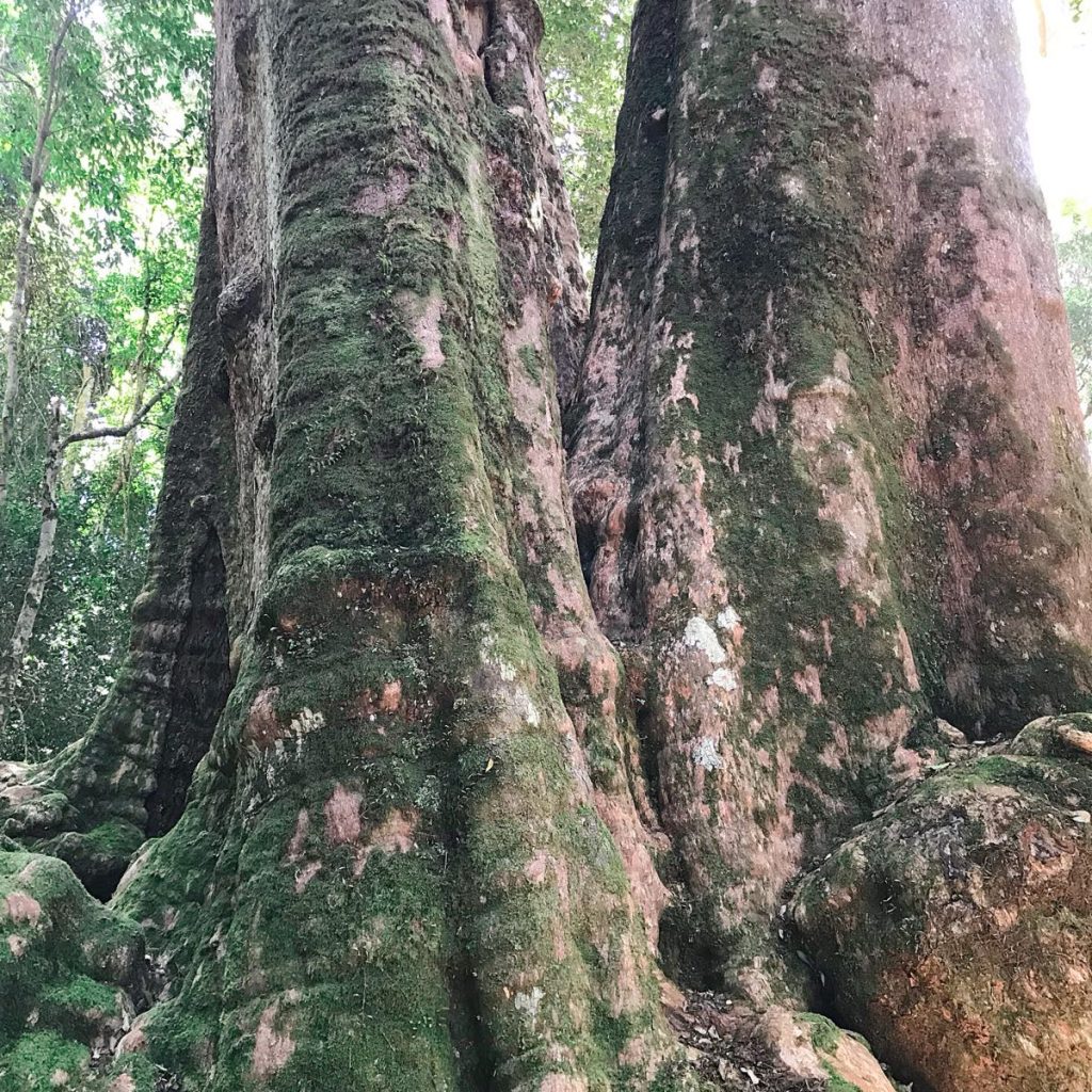 Plant communities