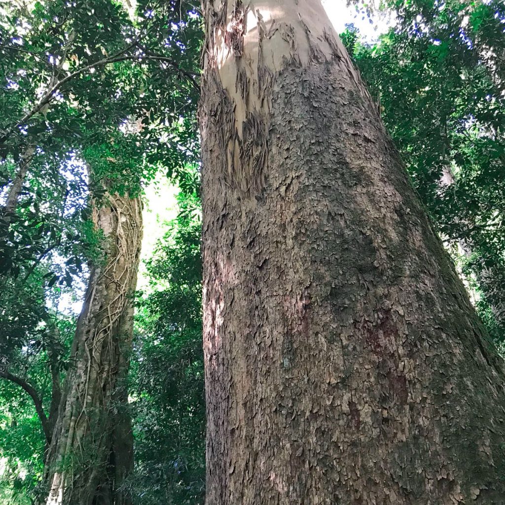 Strangler figs - tree communities