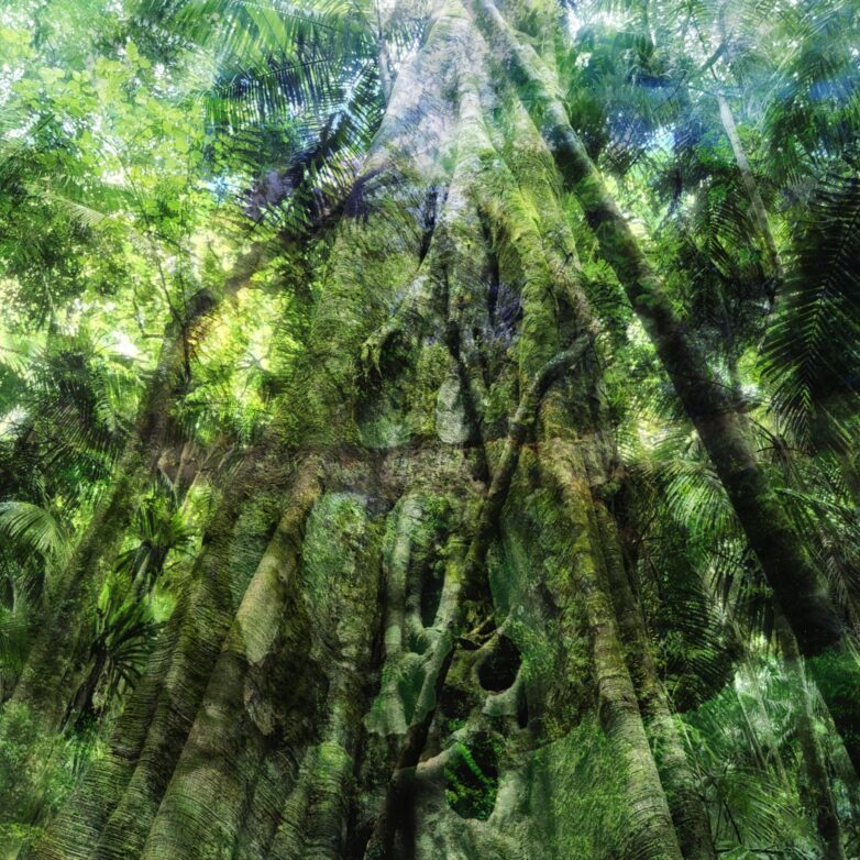 Song of the Forest
