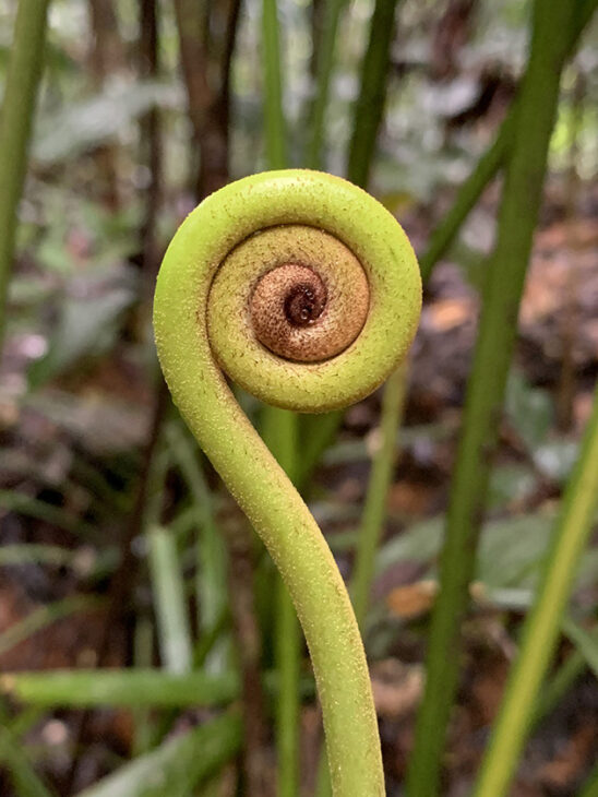 Fern crozier
