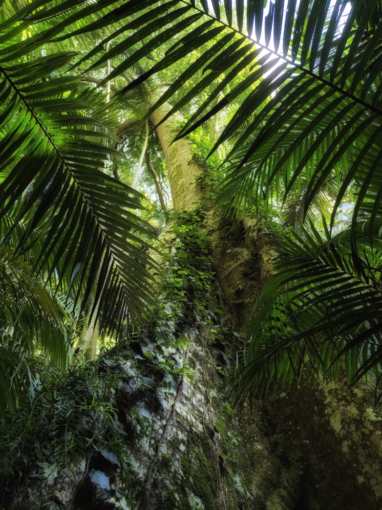 Palm Grove Whispers
