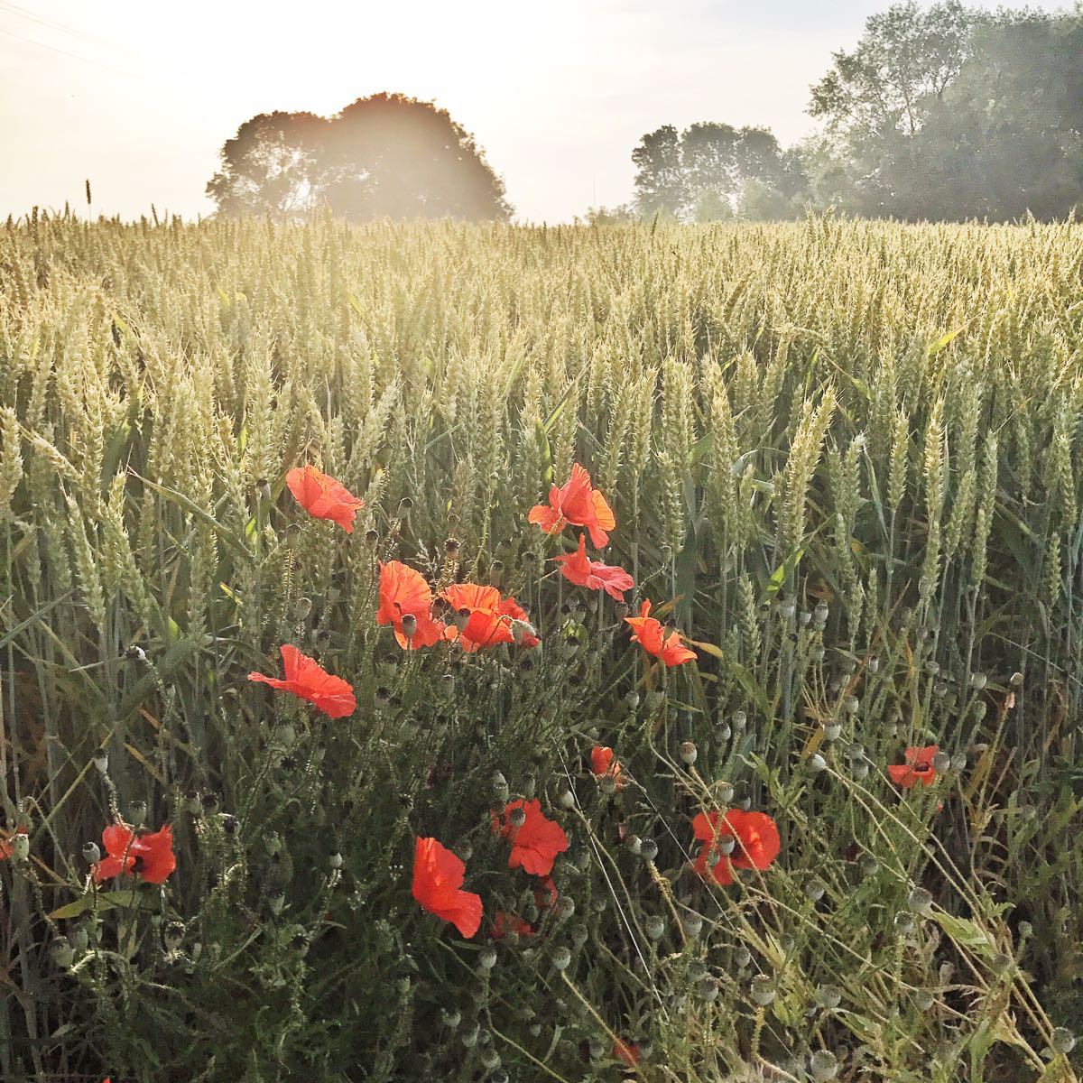 Field