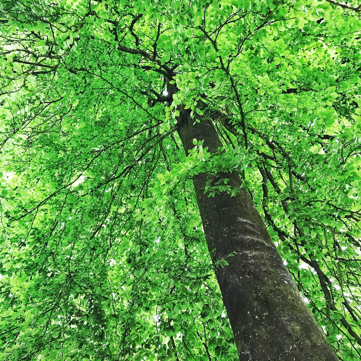 Forest: Discovering Places of Refuge, Repose and Peace