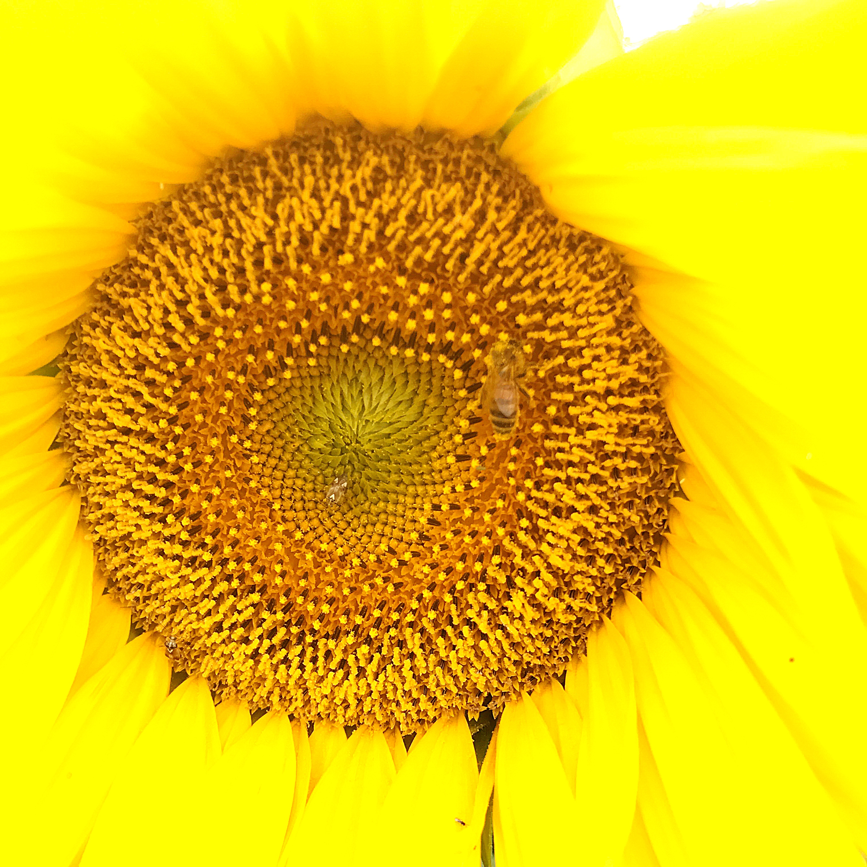 Florets: How To listen With Your Eyes