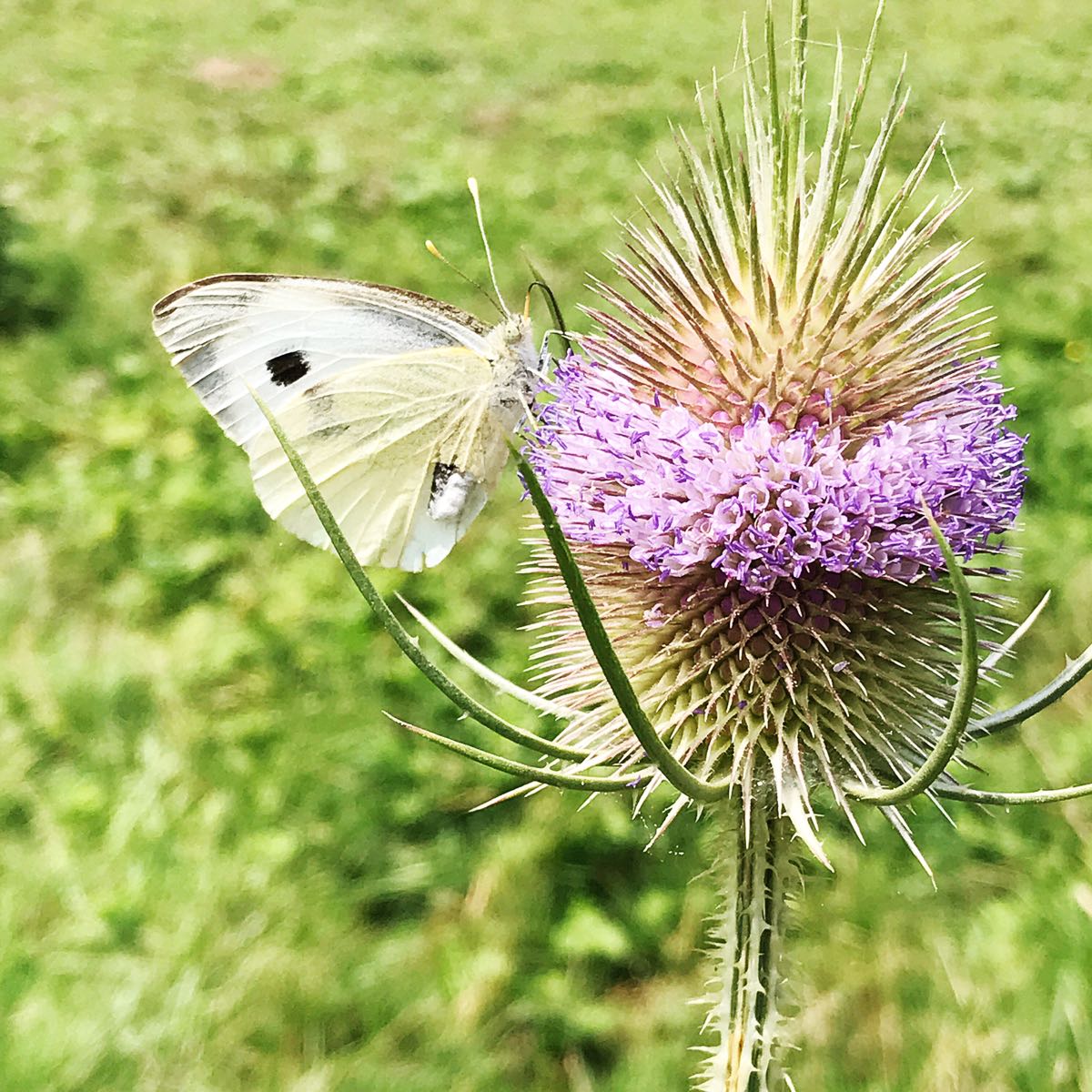 Flutterflying: The Art of Living Lightly