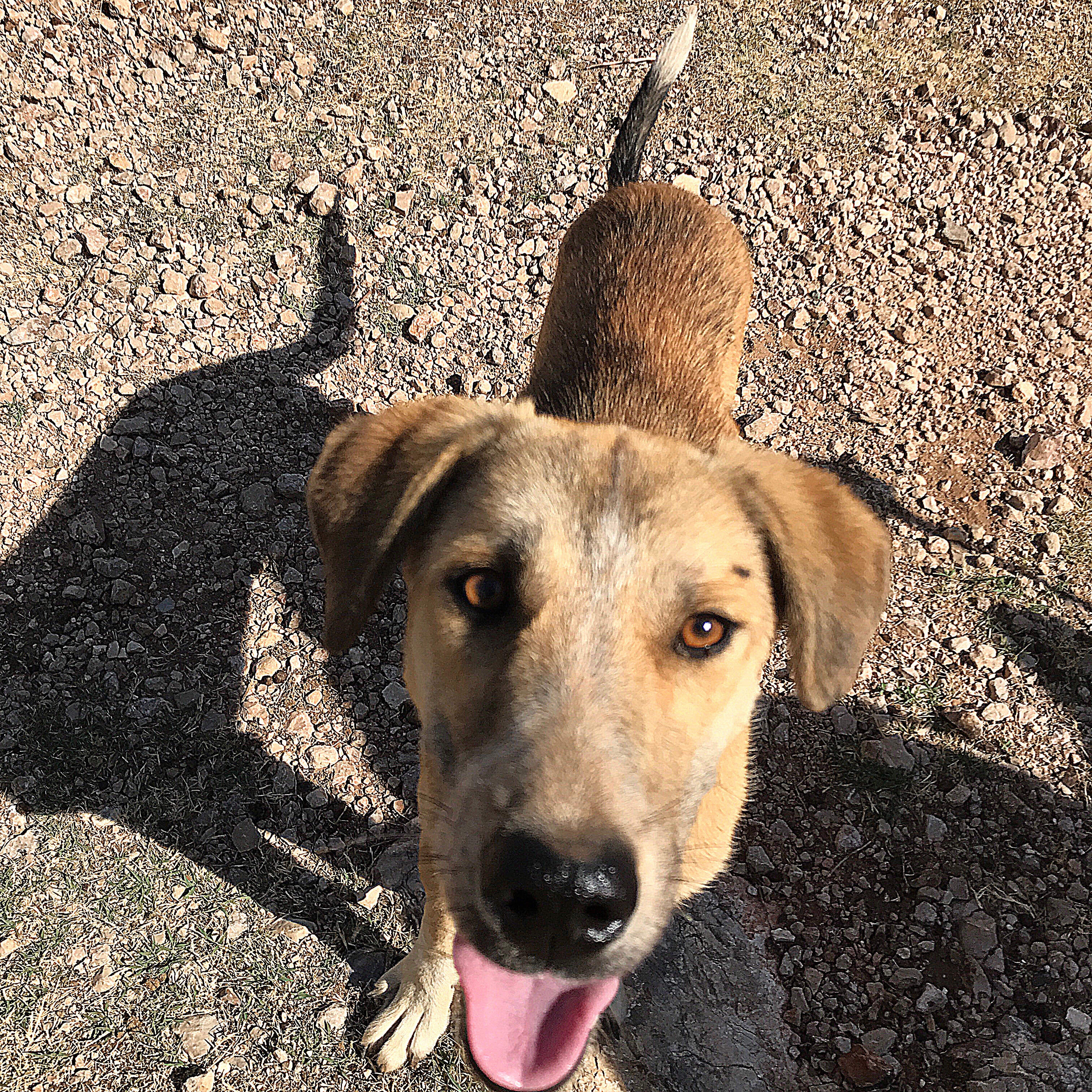 Boy: The Happy Go Puppy