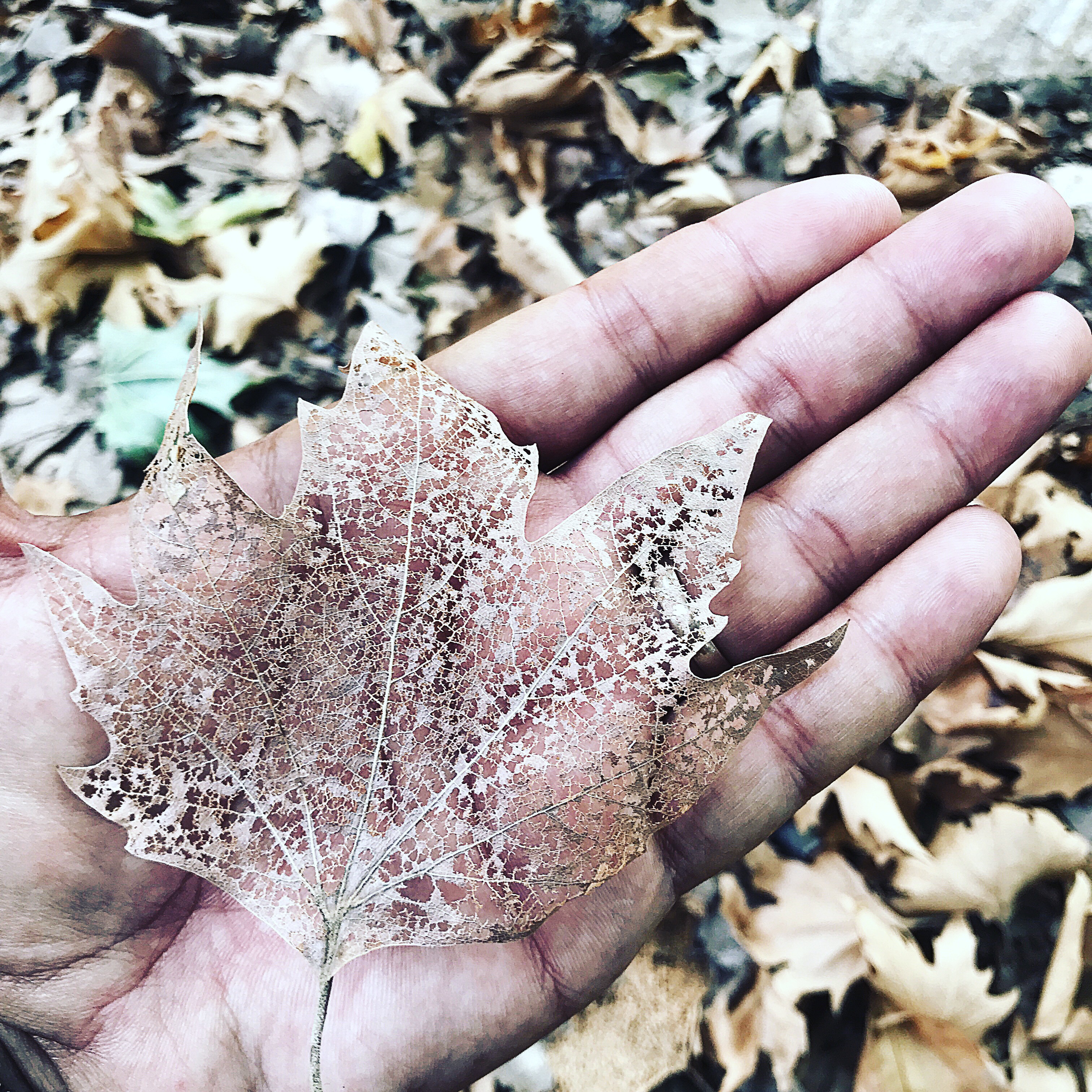 The Old Man of Lefki: Connection Not Connectivity