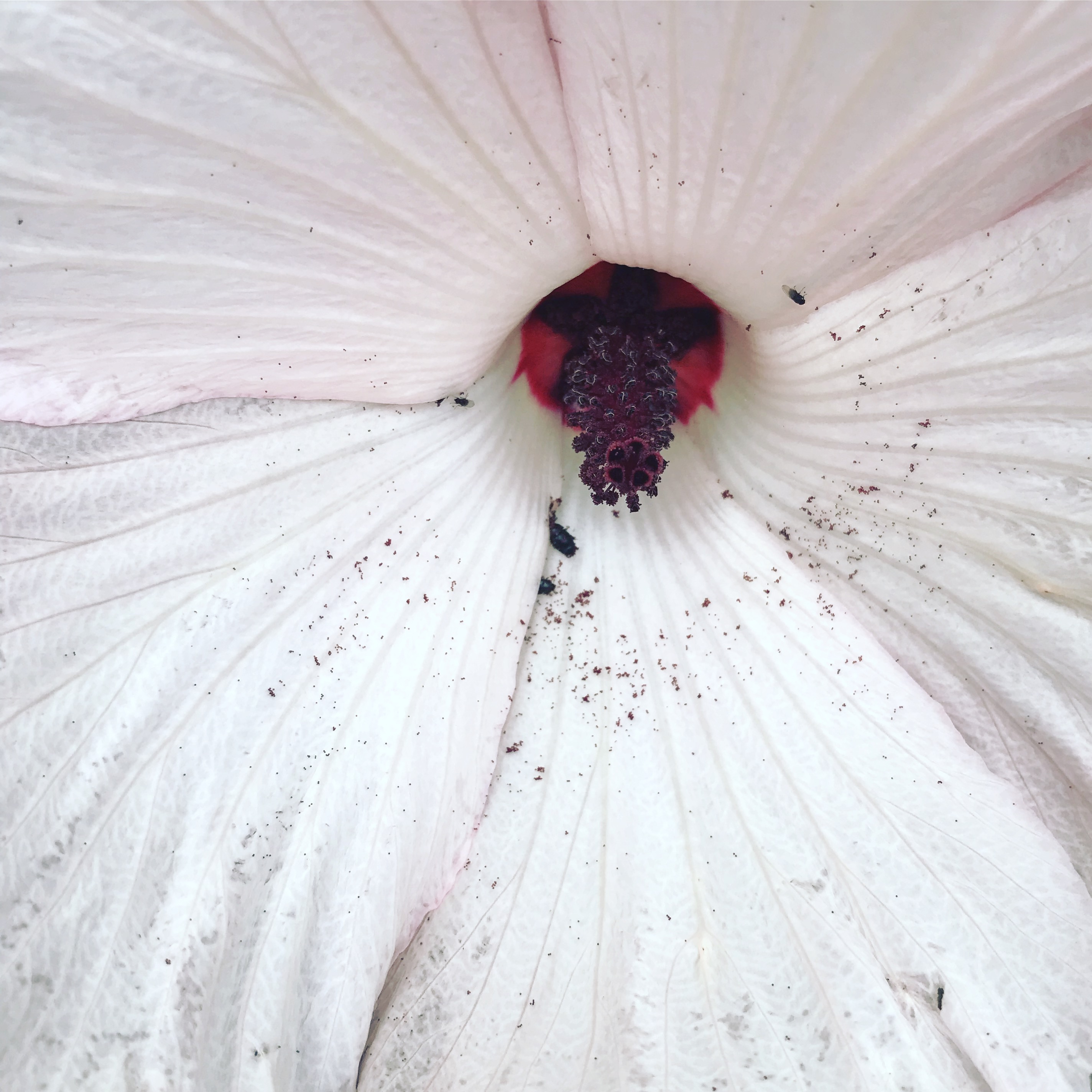 Amplitude: How To Amplify Your Abundance & Joy