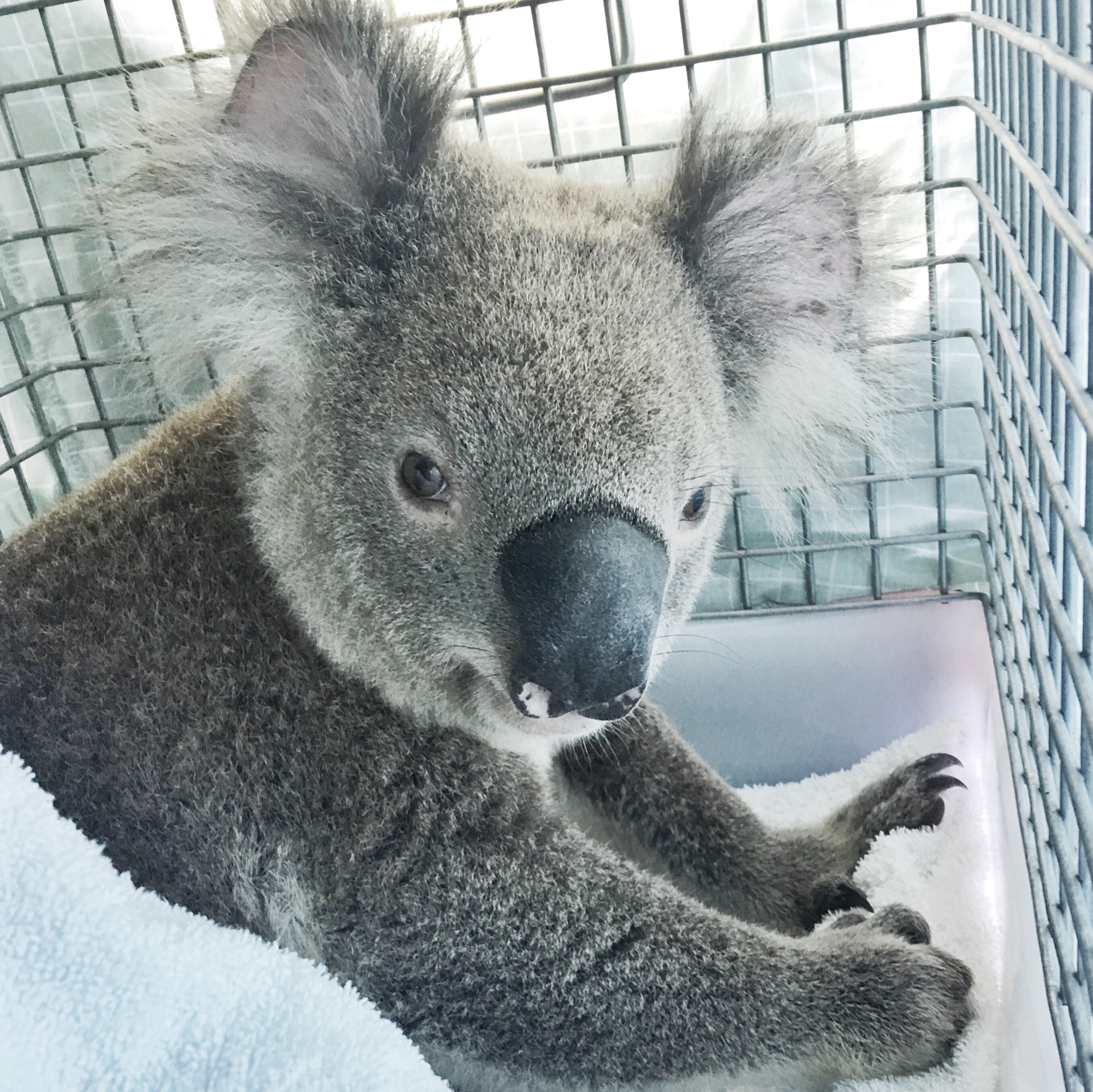 Koala Islands: Connecting People With Koalas