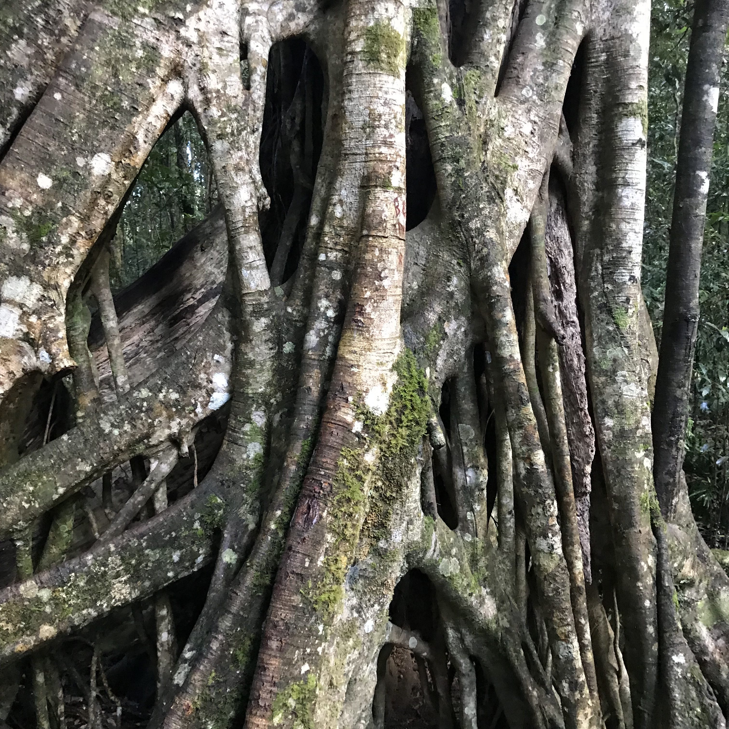 Rest and Restoration: How To Heal Ourselves and Our Earth