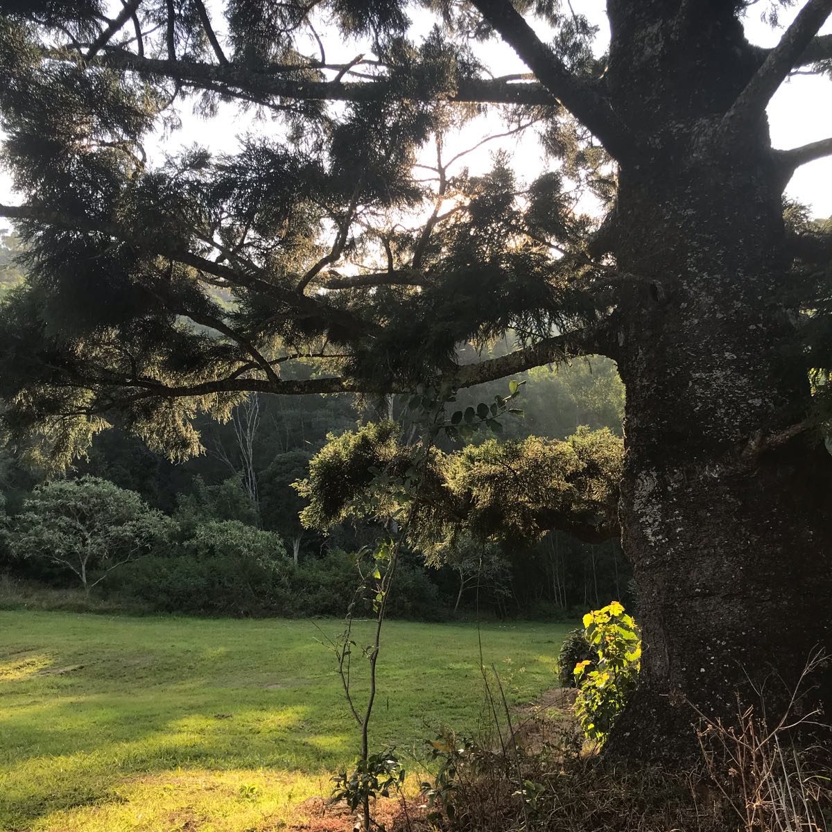 Personalitree: How Your Language Can Bring About Universal Plant Rights