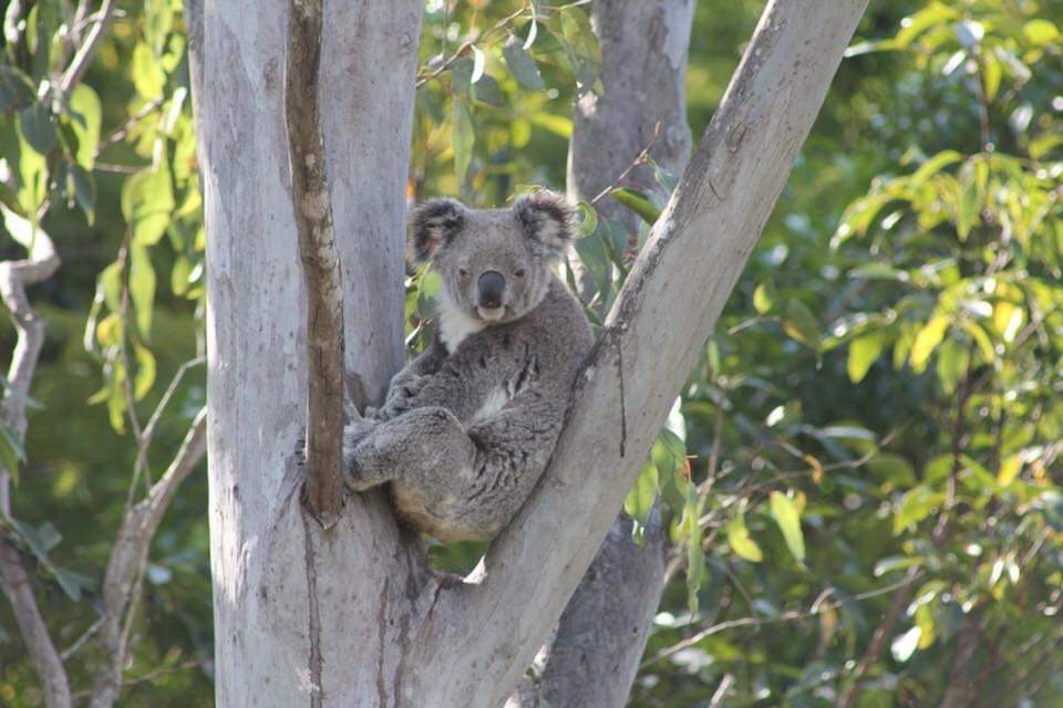 Pebbles: An Obituary To A Koala