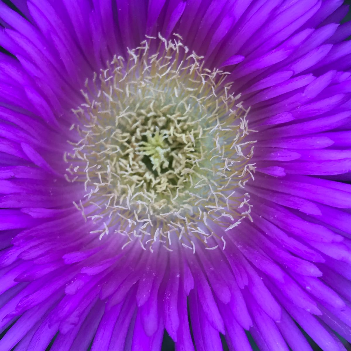How To Be A Flower: Experiencing More Happiness & Abundance In Your Life
