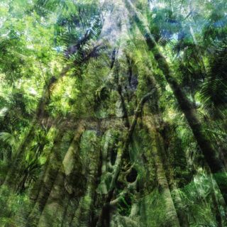 Palm Grove Whispers