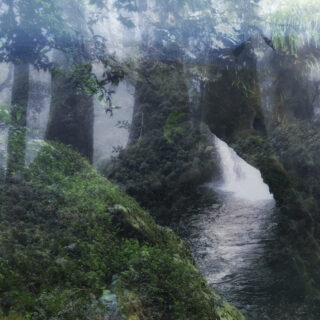 Mist and Ferns