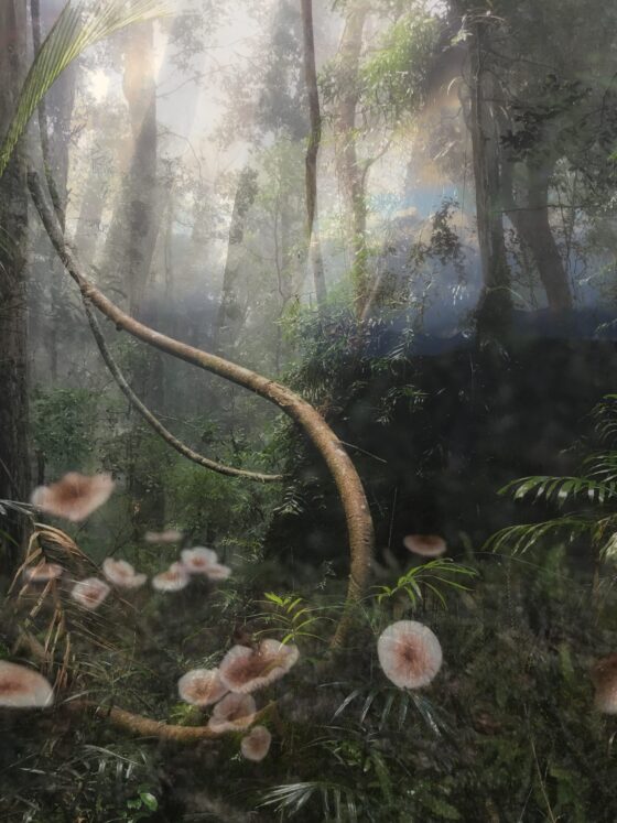 Finn and the Faerie Forest